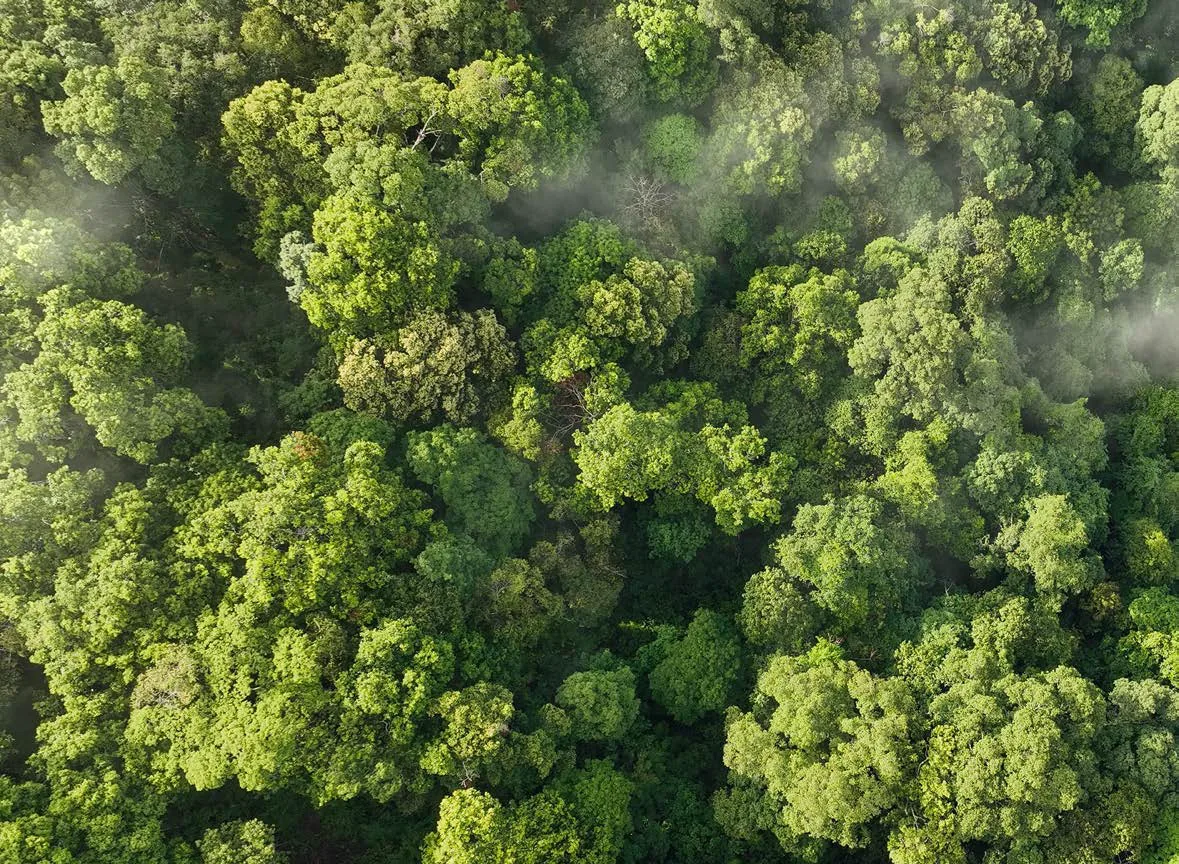 Sunlight breaking through a misty forest canopy