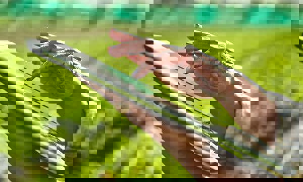 Greener estates